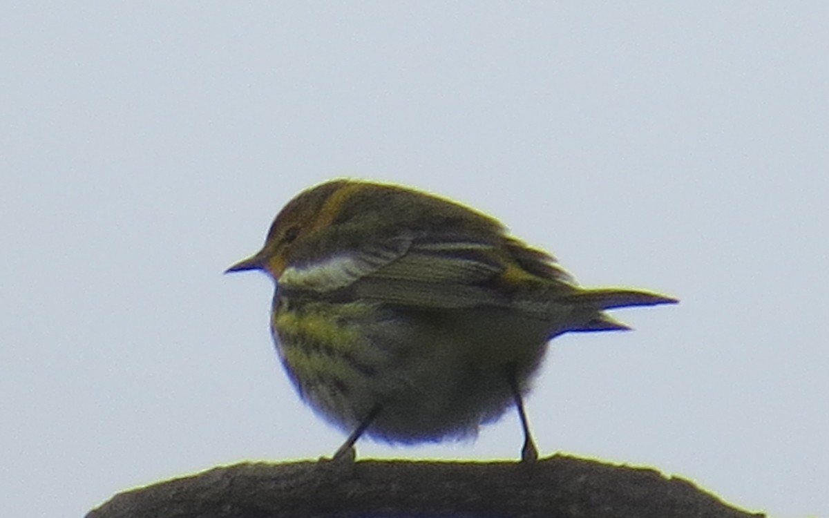 Cape May Warbler - ML615487716