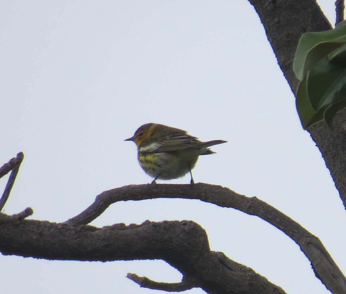 Cape May Warbler - ML615487718