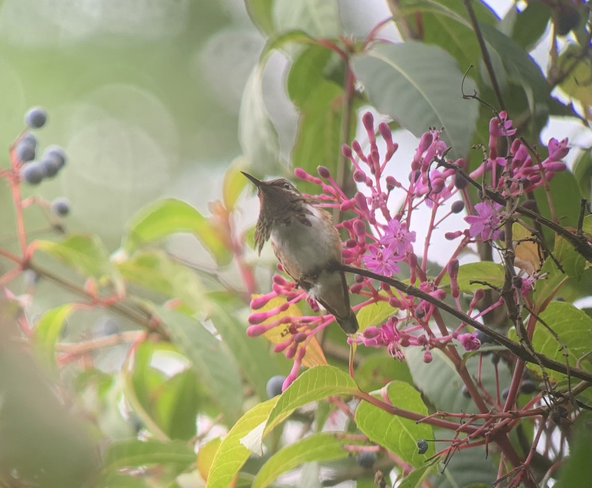 Wine-throated Hummingbird - Eli Gross