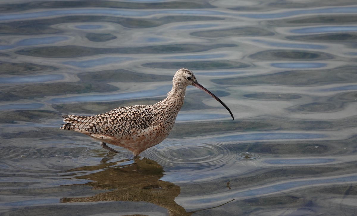 Long-billed Curlew - ML615487858