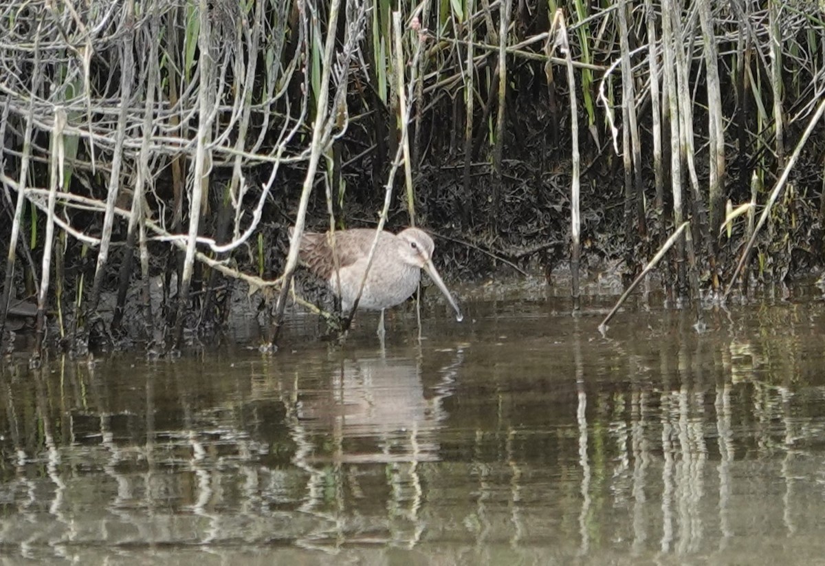 Short-billed/Long-billed Dowitcher - ML615487860