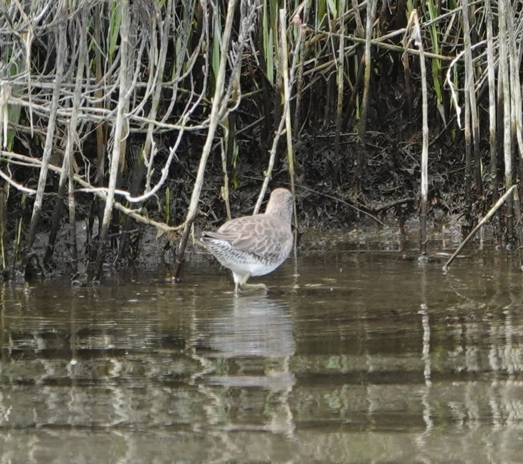 Short-billed/Long-billed Dowitcher - Sylvia Afable