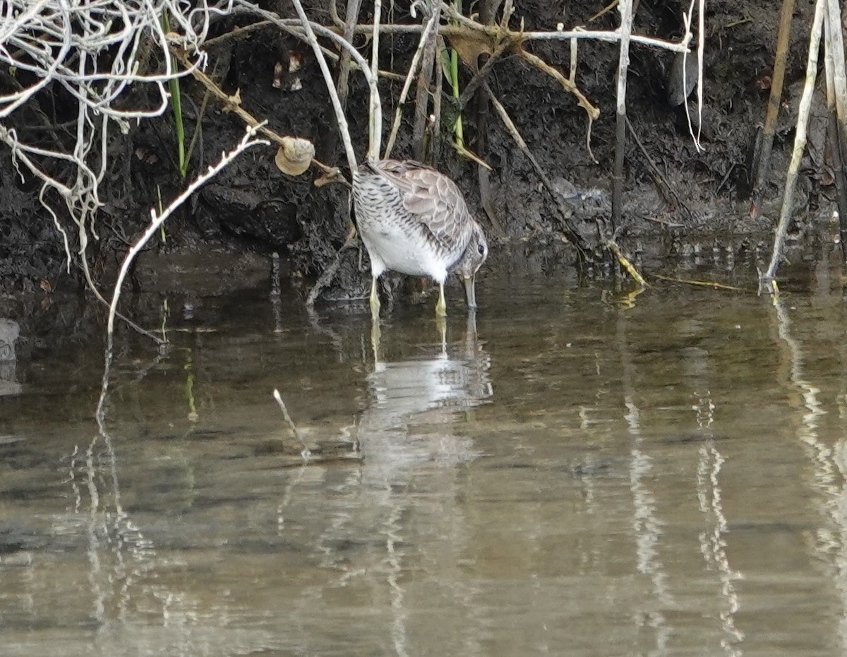 Short-billed/Long-billed Dowitcher - ML615487864