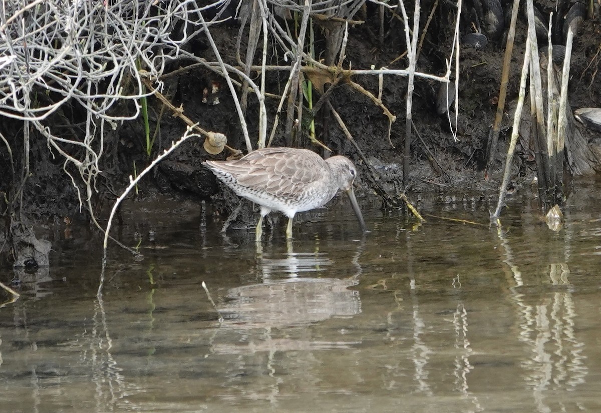 Short-billed/Long-billed Dowitcher - Sylvia Afable