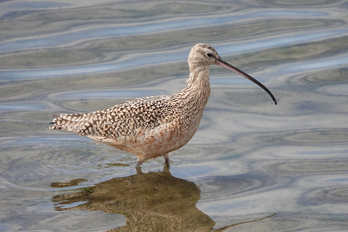 Long-billed Curlew - ML615487871