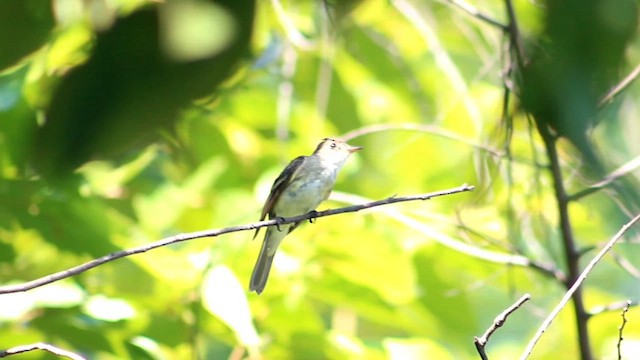 Willow Flycatcher - ML615487883