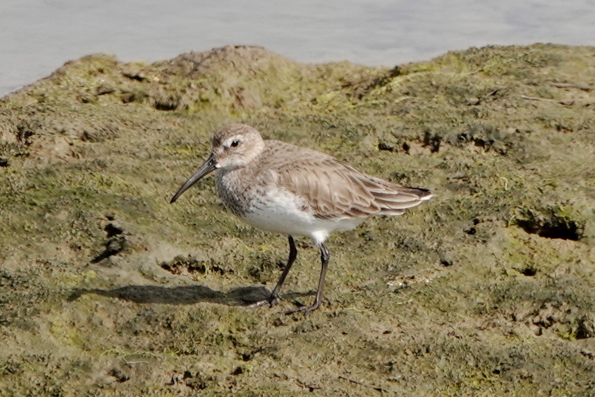 Dunlin - ML615487888