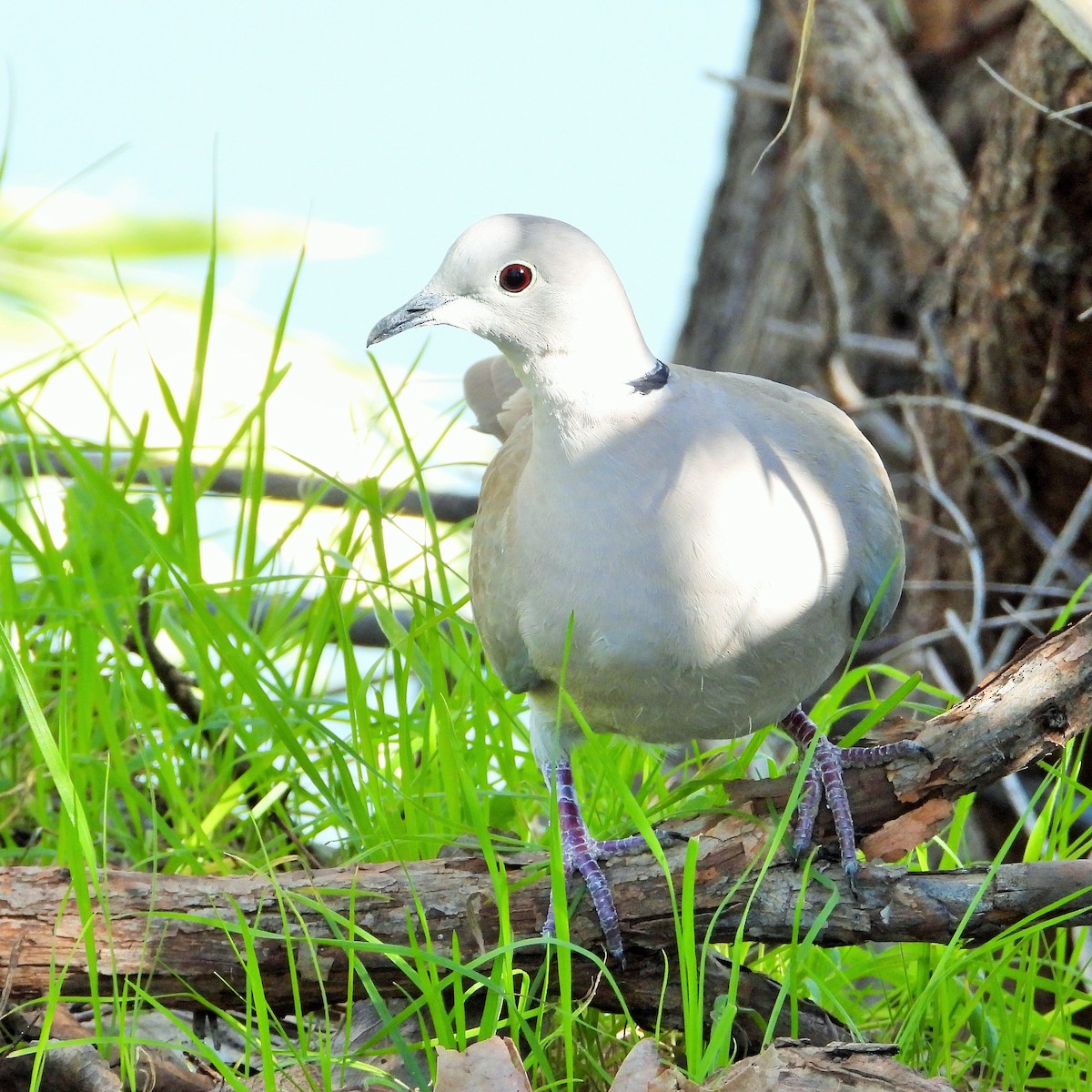 Eurasian Collared-Dove - ML615487984