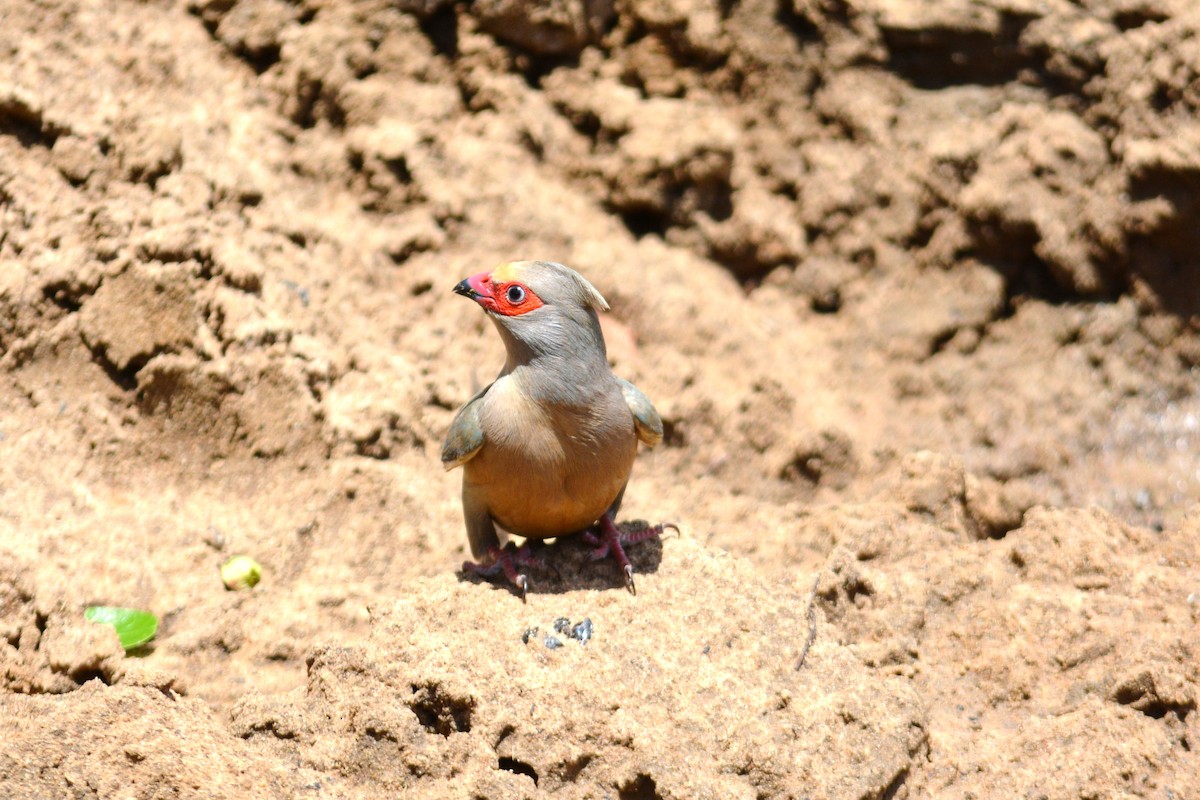 Red-faced Mousebird - ML615487985