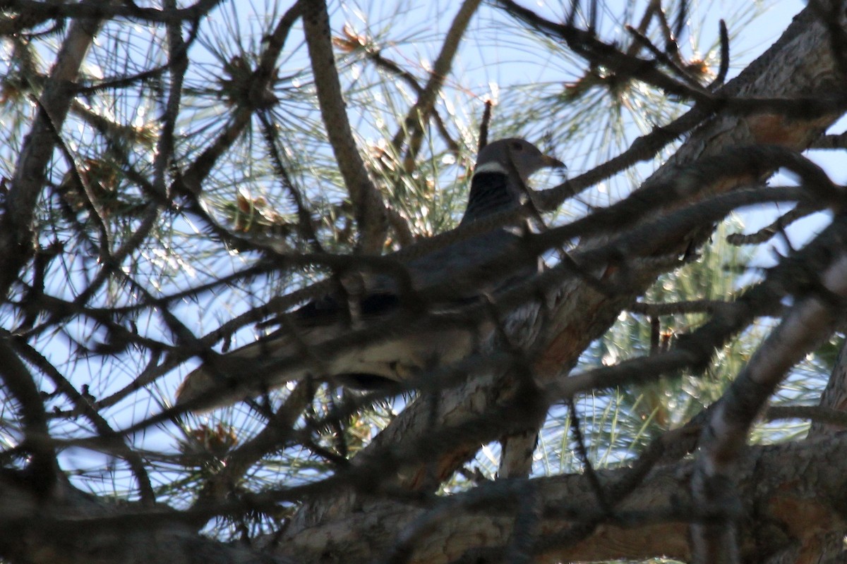 Band-tailed Pigeon - ML61548801