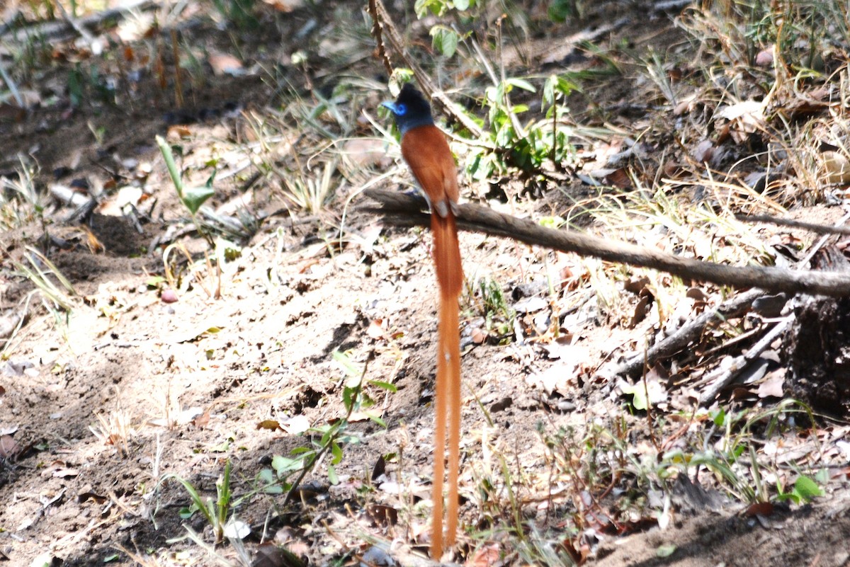 African Paradise-Flycatcher - ML615488014