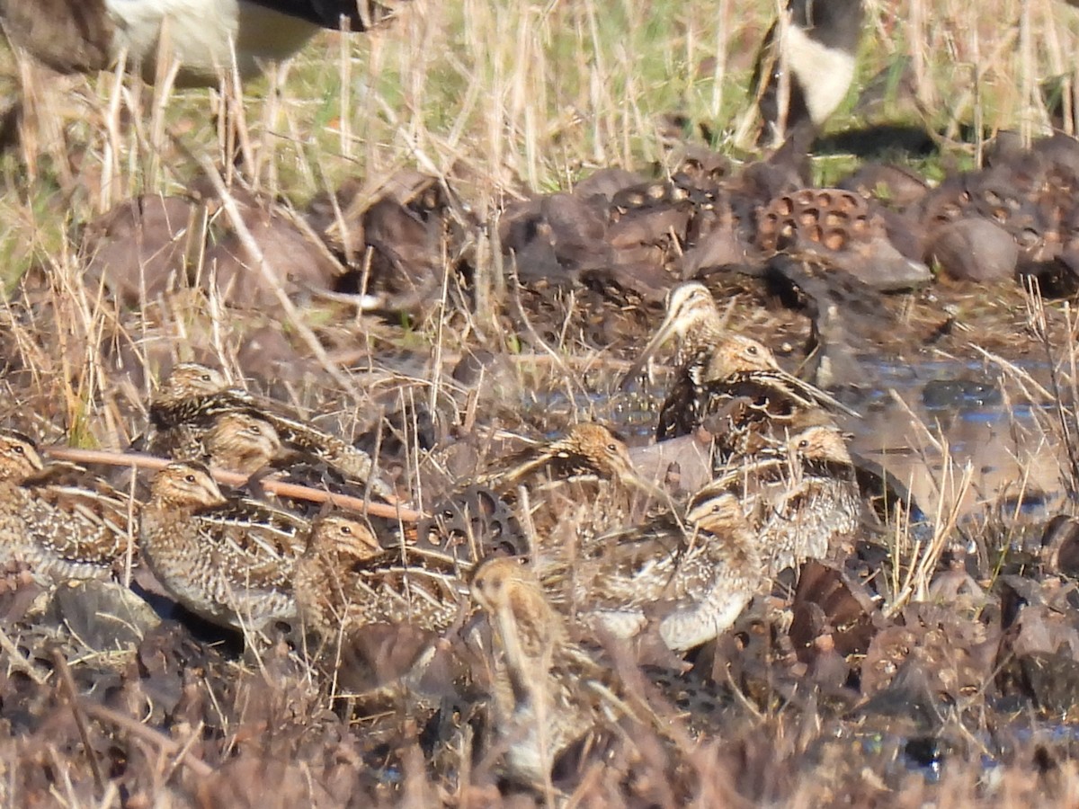 Wilson's Snipe - ML615488020