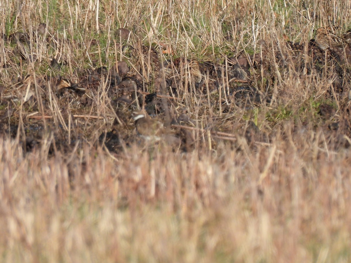 Wilson's Snipe - ML615488021