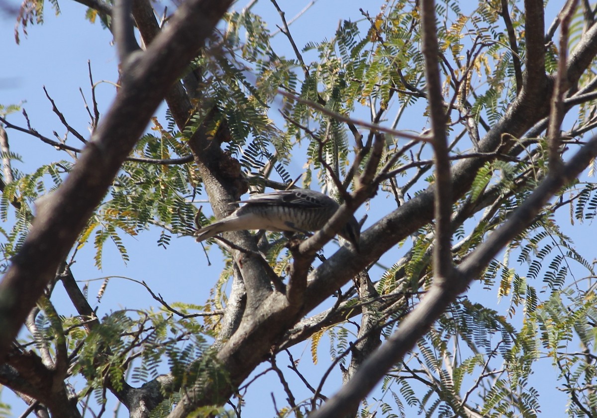 Black-headed Cuckooshrike - ML615488024