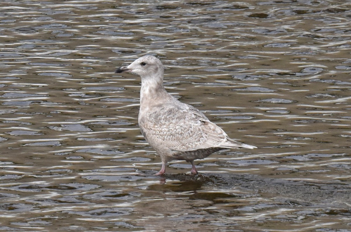 Herring/Glaucous-winged Gull - Naresh Satyan