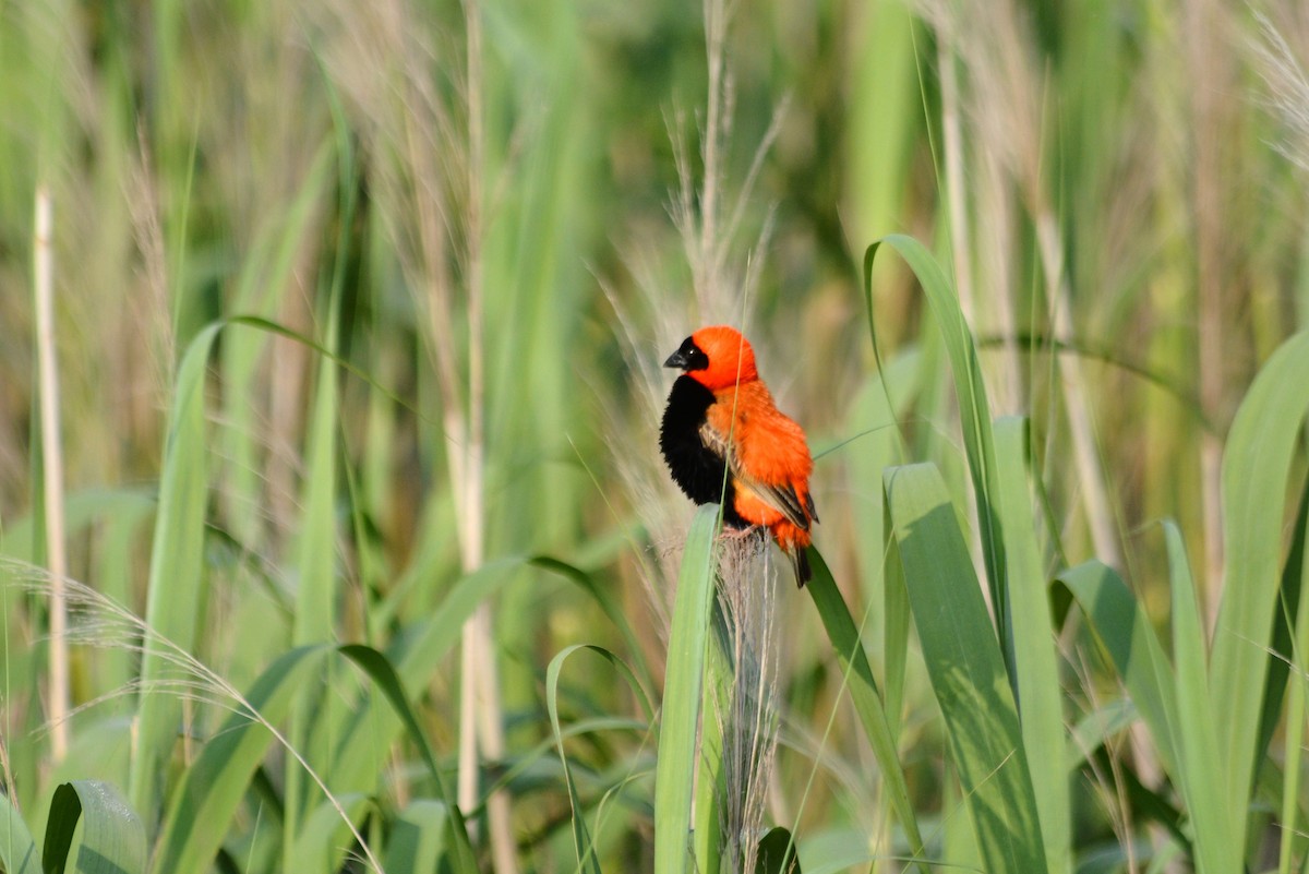 Southern Red Bishop - ML615488126