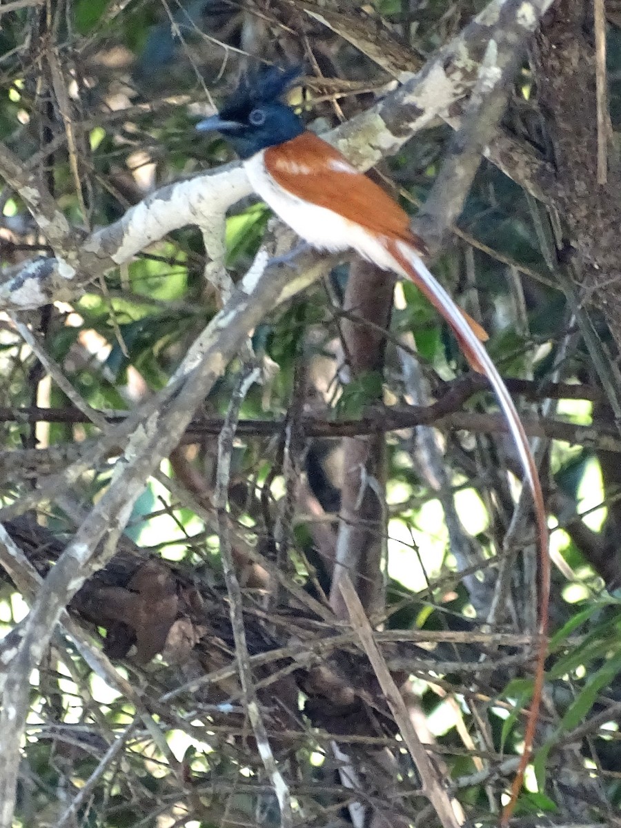 Indian Paradise-Flycatcher - Sri Srikumar