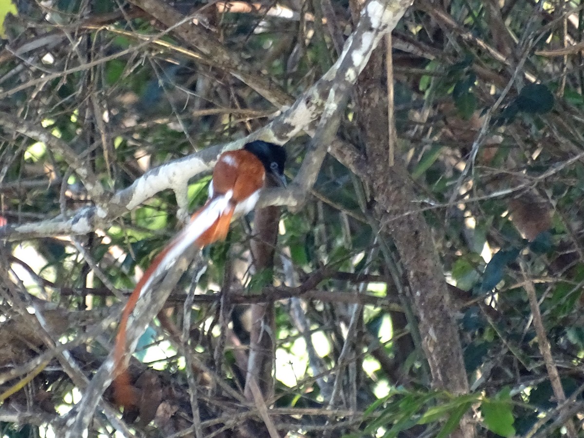 Indian Paradise-Flycatcher - Sri Srikumar