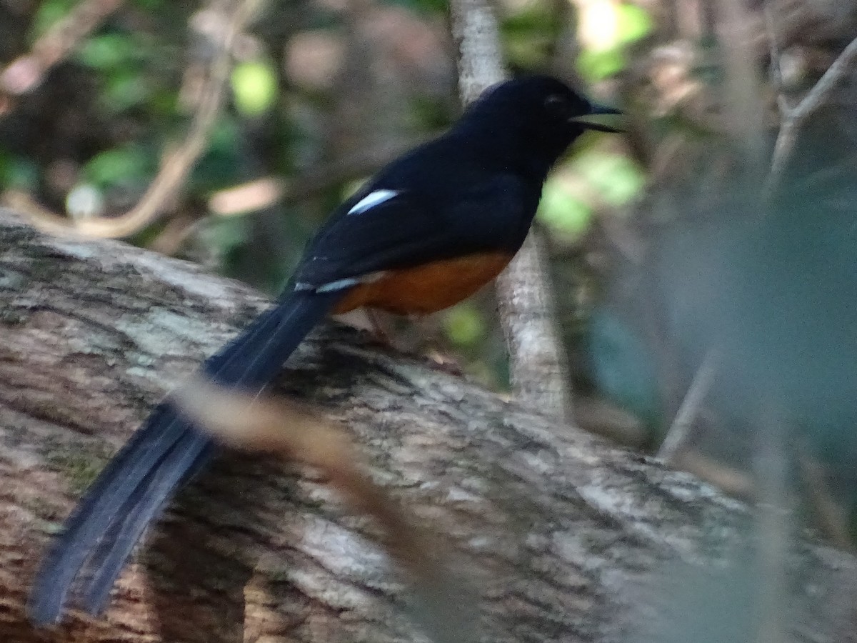 White-rumped Shama - Sri Srikumar