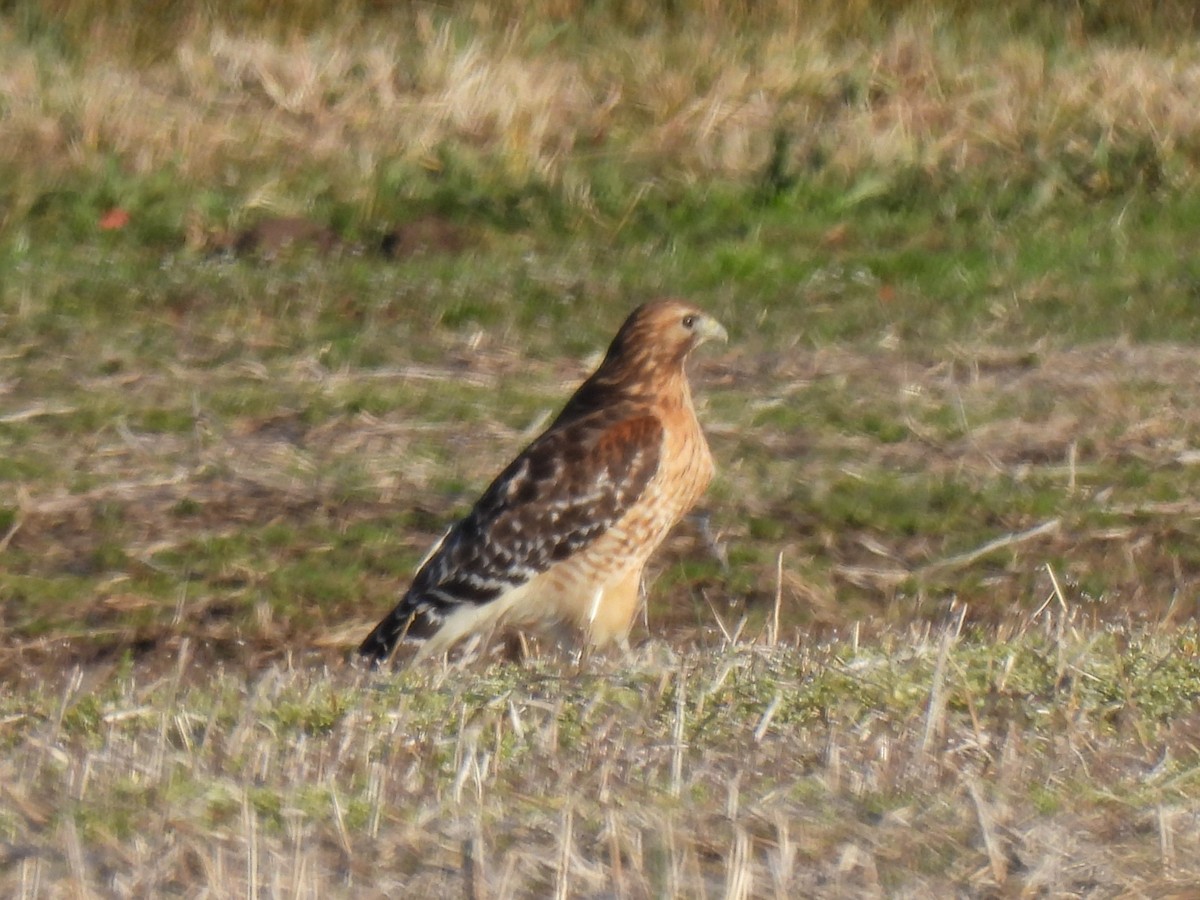 Red-shouldered Hawk - ML615488221