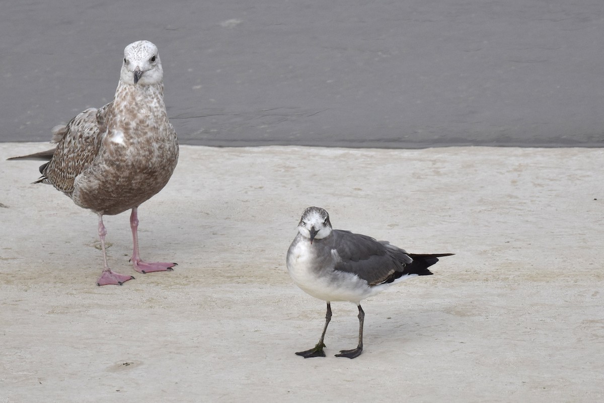 Laughing Gull - ML615488257