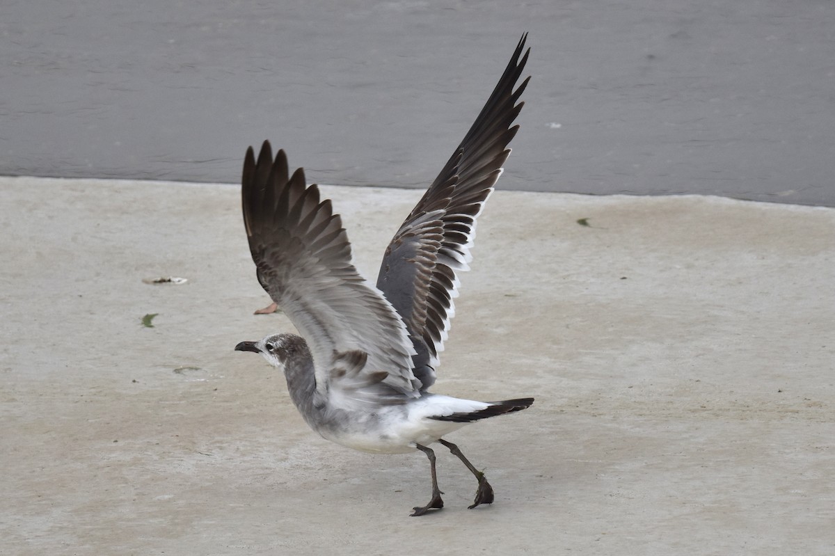 Mouette atricille - ML615488263