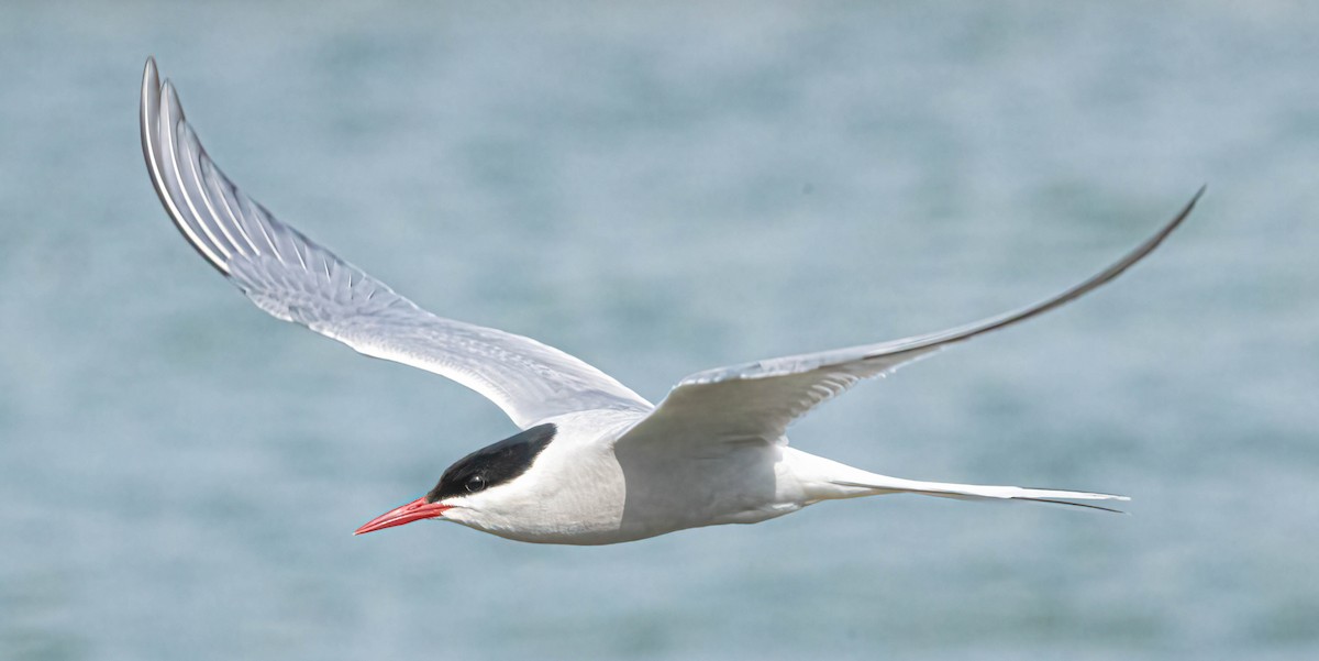 Arctic Tern - Courtney Rella