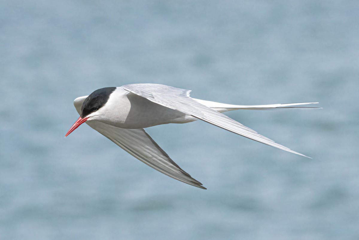 Arctic Tern - Courtney Rella