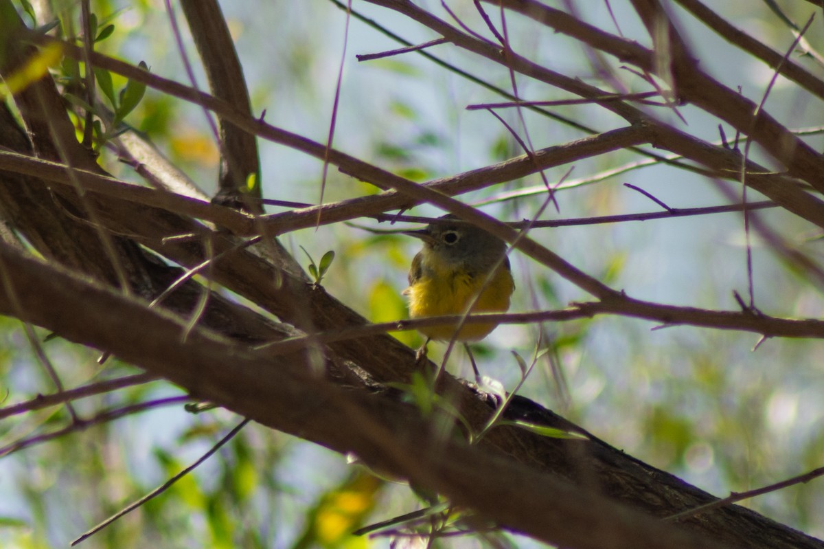 Nashville Warbler - ML615488290