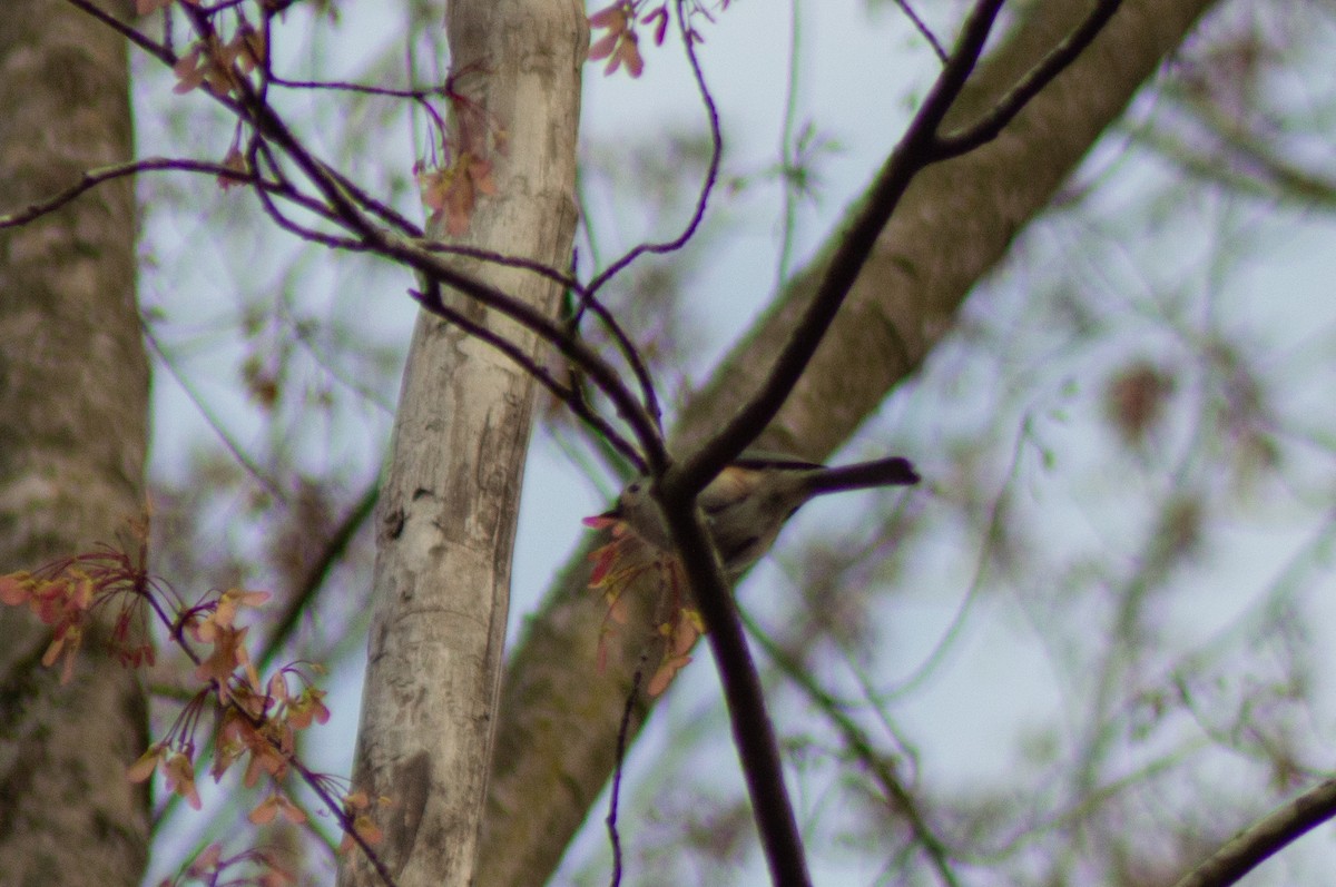 Tufted Titmouse - ML615488340