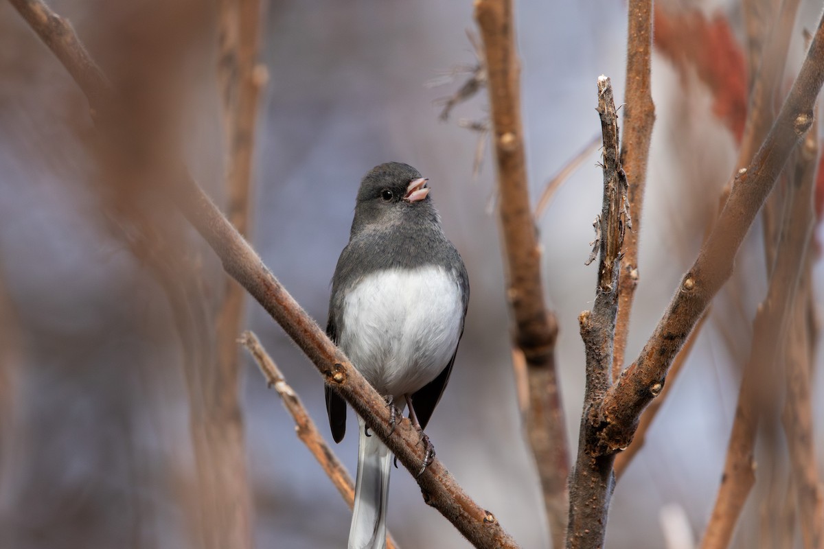 Dark-eyed Junco - Nick Hoffmann