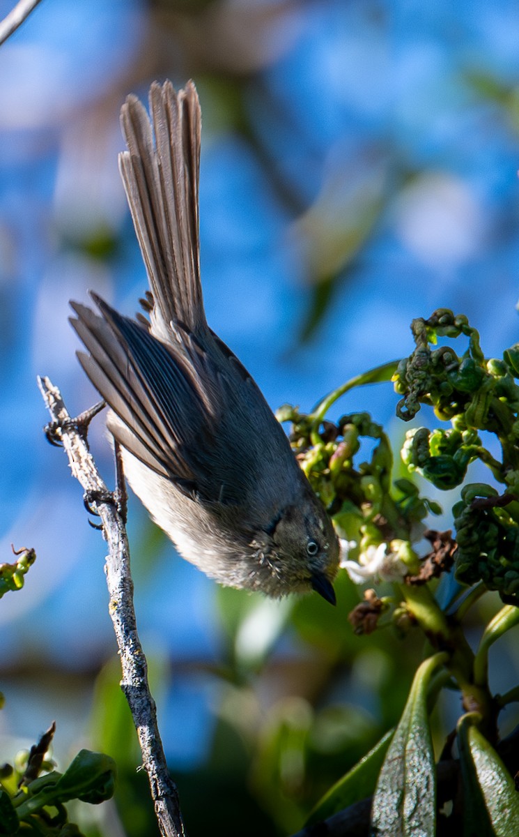 Bushtit - francesca pastine