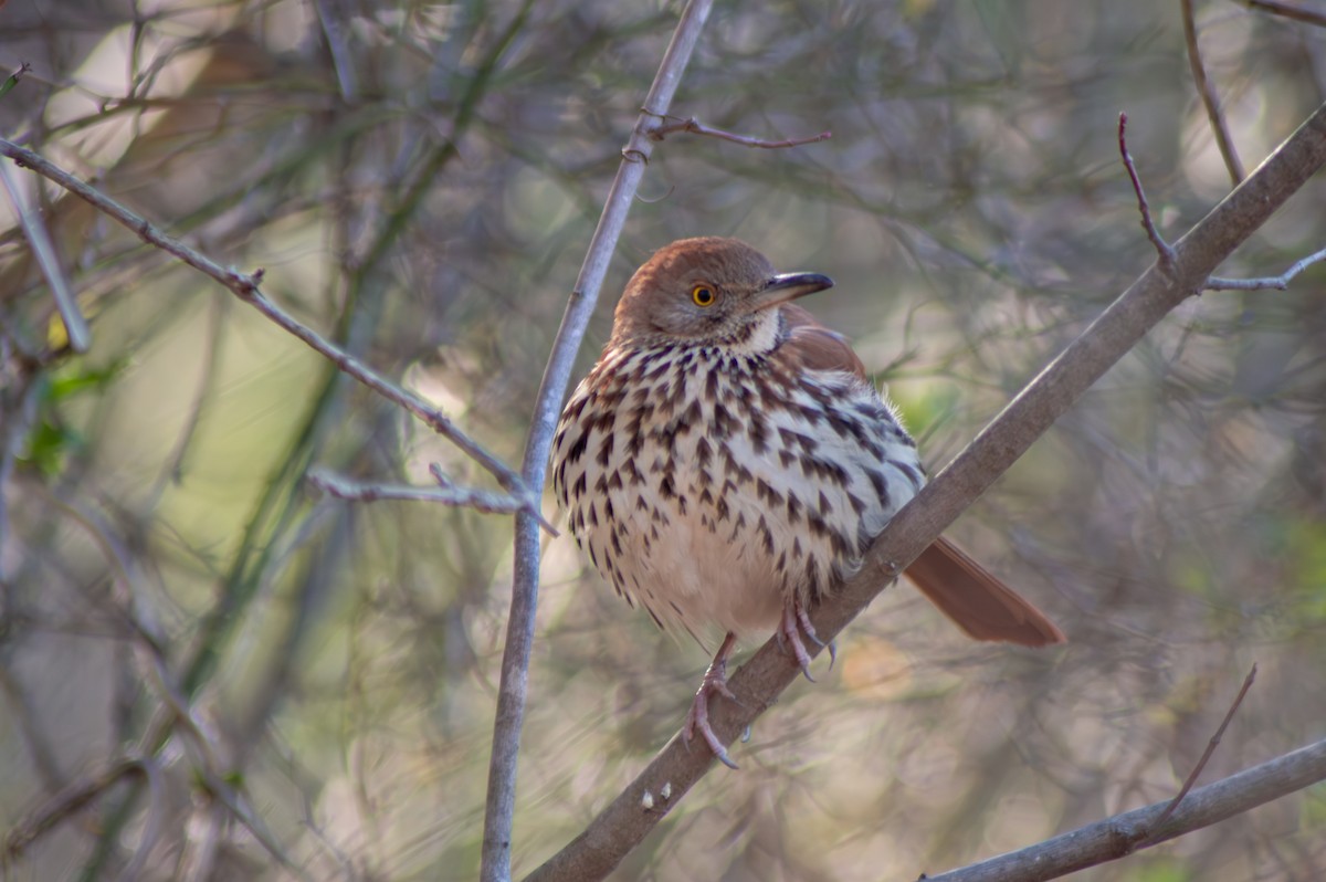 Brown Thrasher - ML615488440