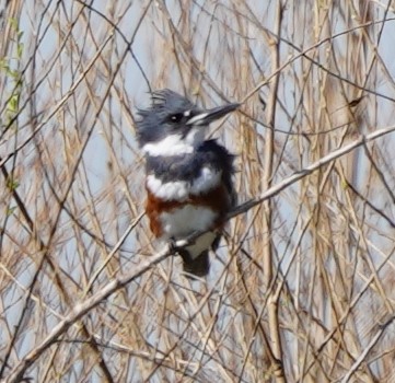 Belted Kingfisher - Bob Toleno