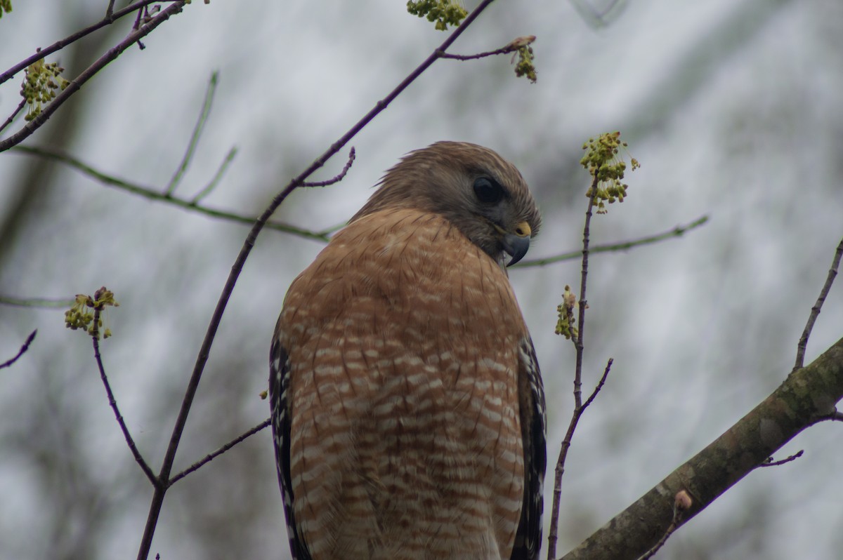 Red-shouldered Hawk (lineatus Group) - Trenton Voytko