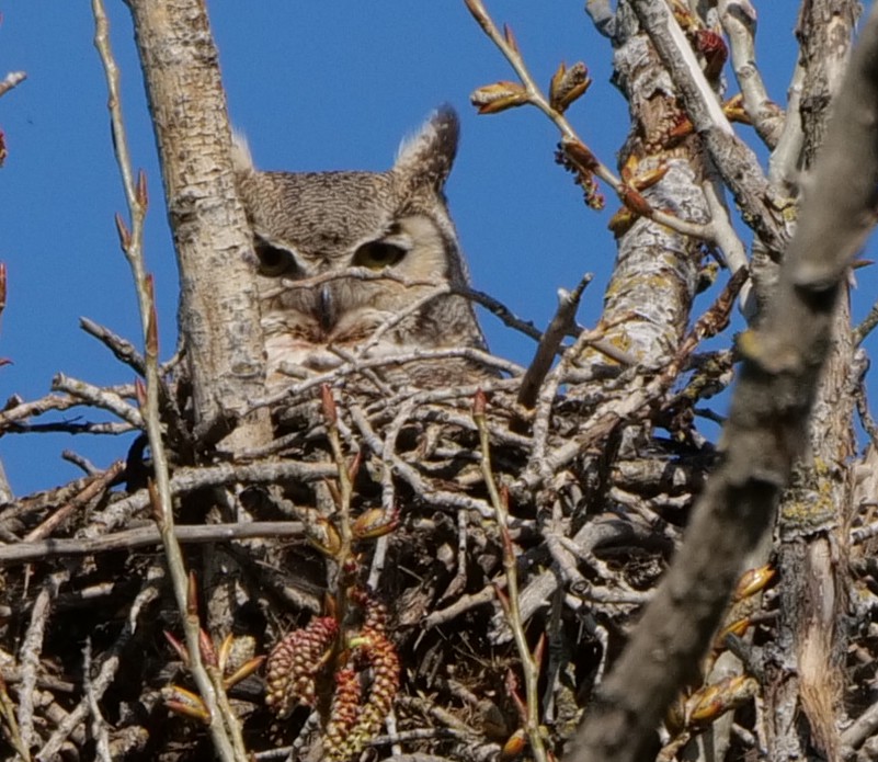 Great Horned Owl - ML615488633