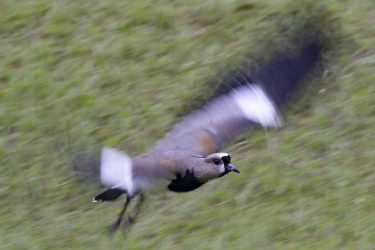 Southern Lapwing - ML615488828