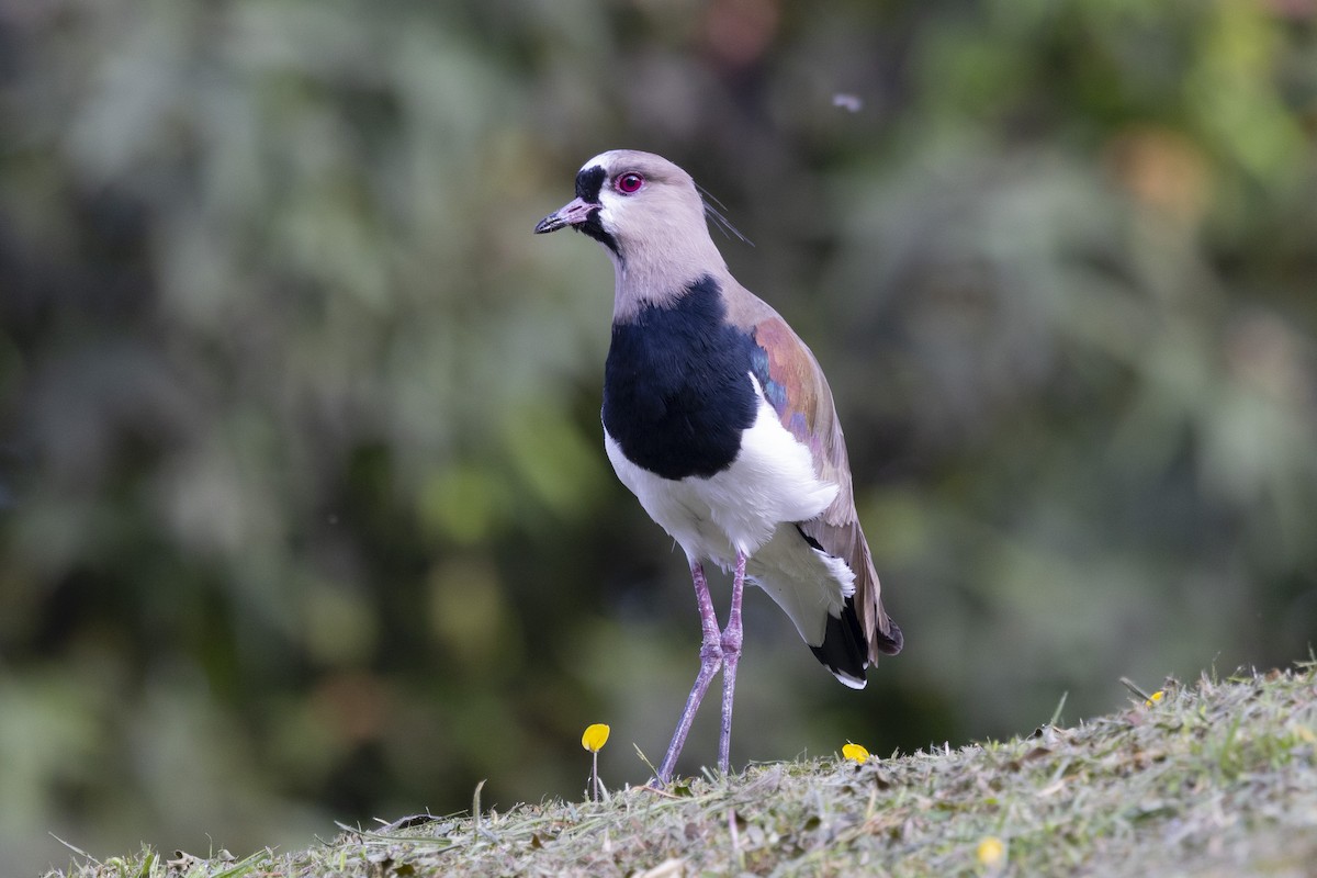 Southern Lapwing - ML615488829