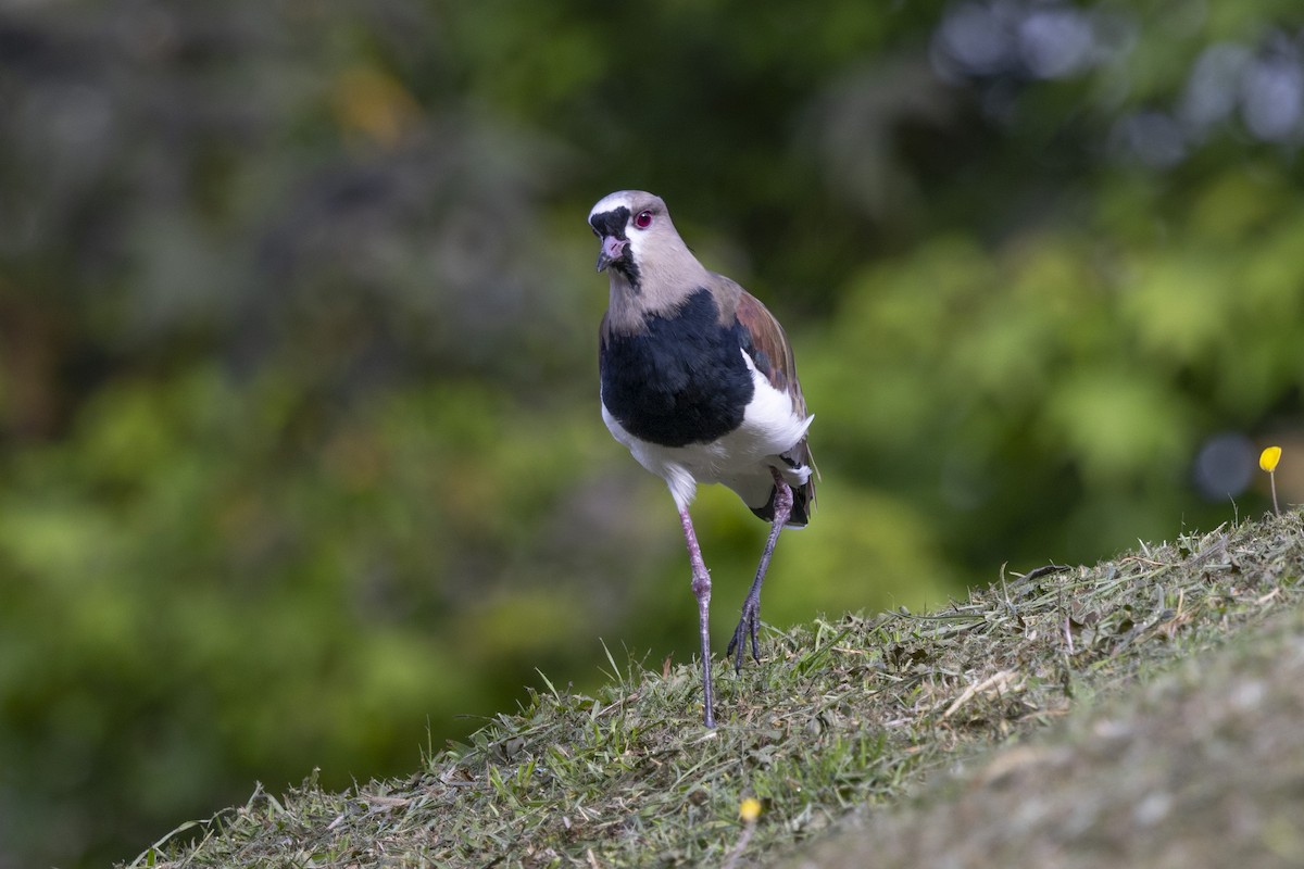 Southern Lapwing - ML615488832