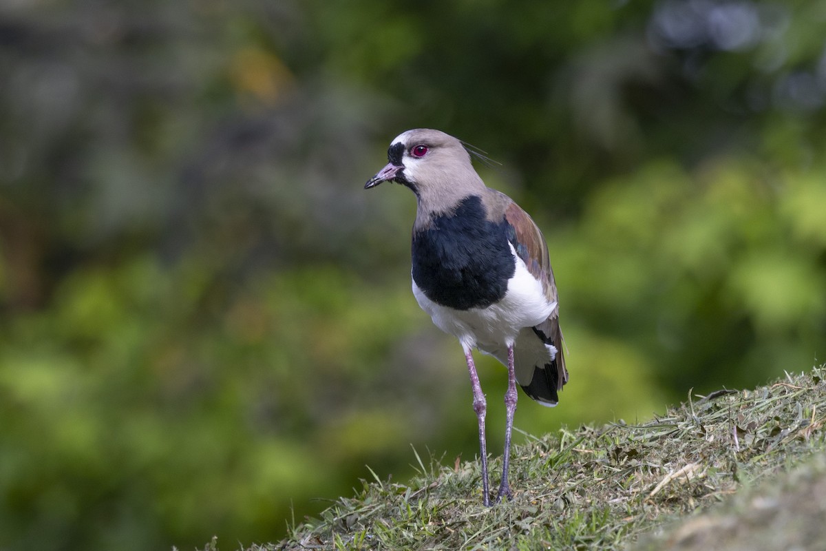 Southern Lapwing - ML615488833