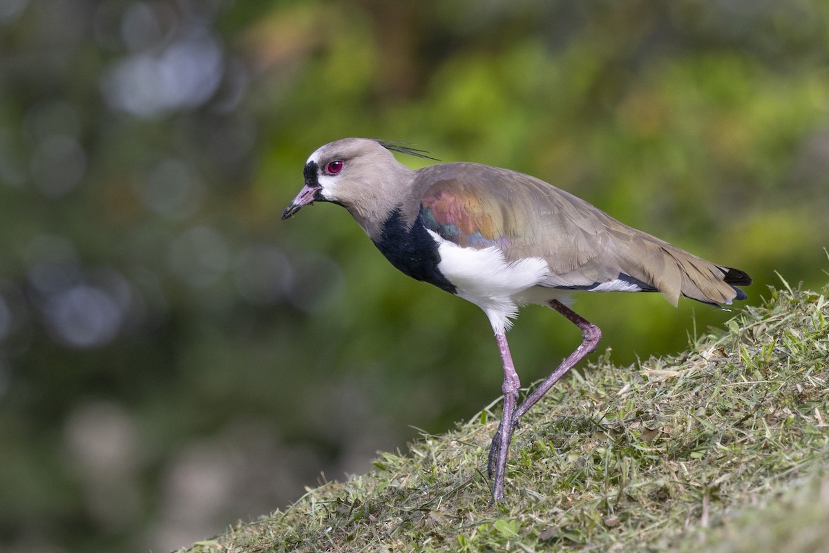 Southern Lapwing - ML615488834