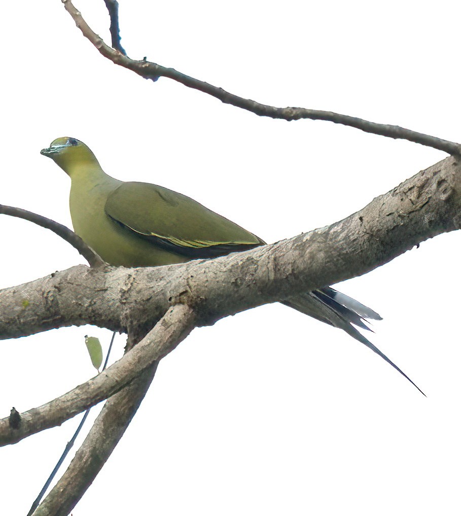 Pin-tailed Green-Pigeon - ML615488852