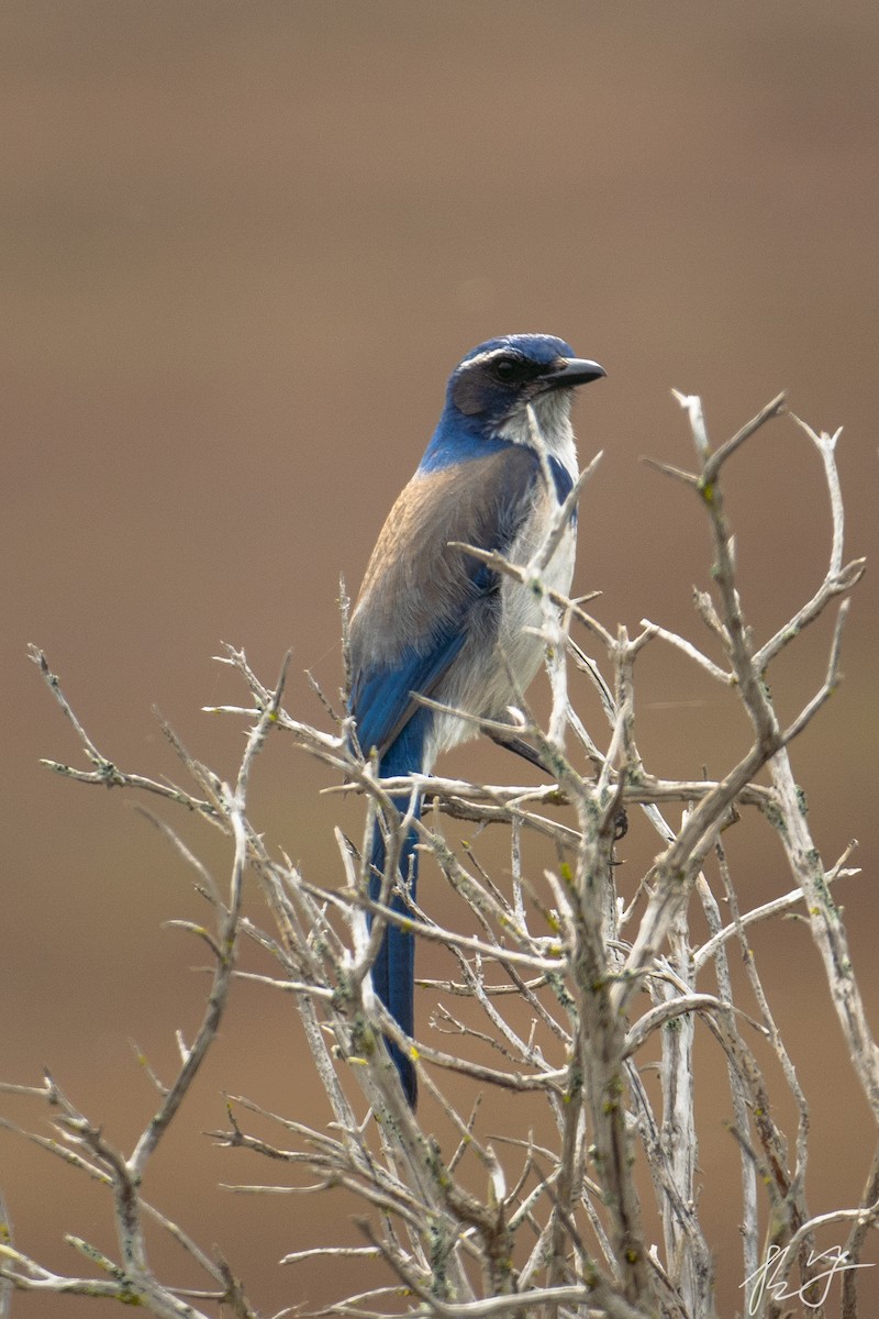 California Scrub-Jay - ML615488854