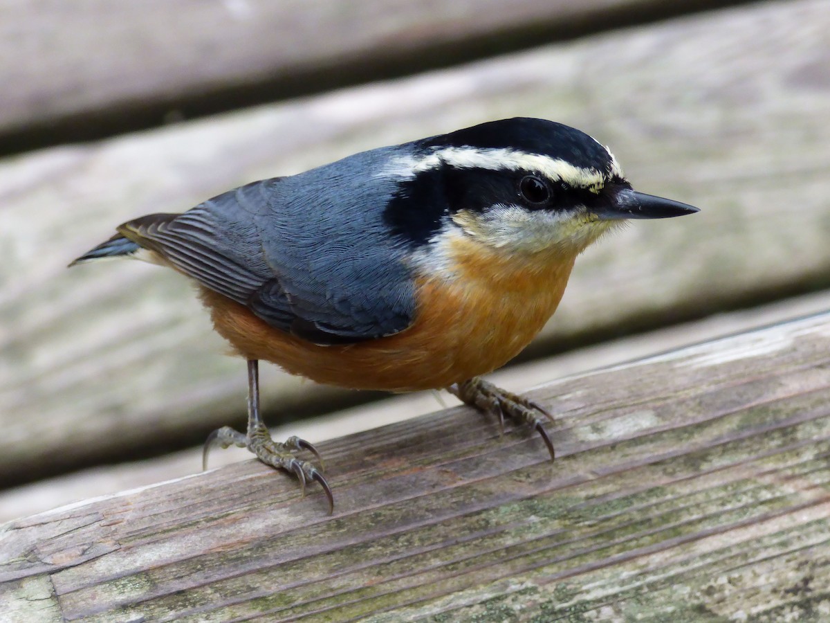 Red-breasted Nuthatch - ML615489030