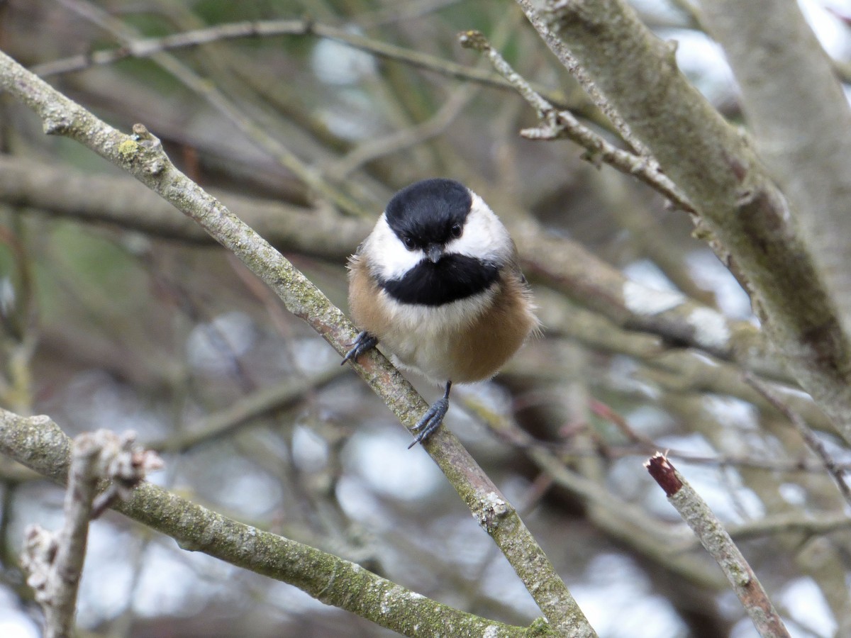 Mésange à tête noire - ML615489041