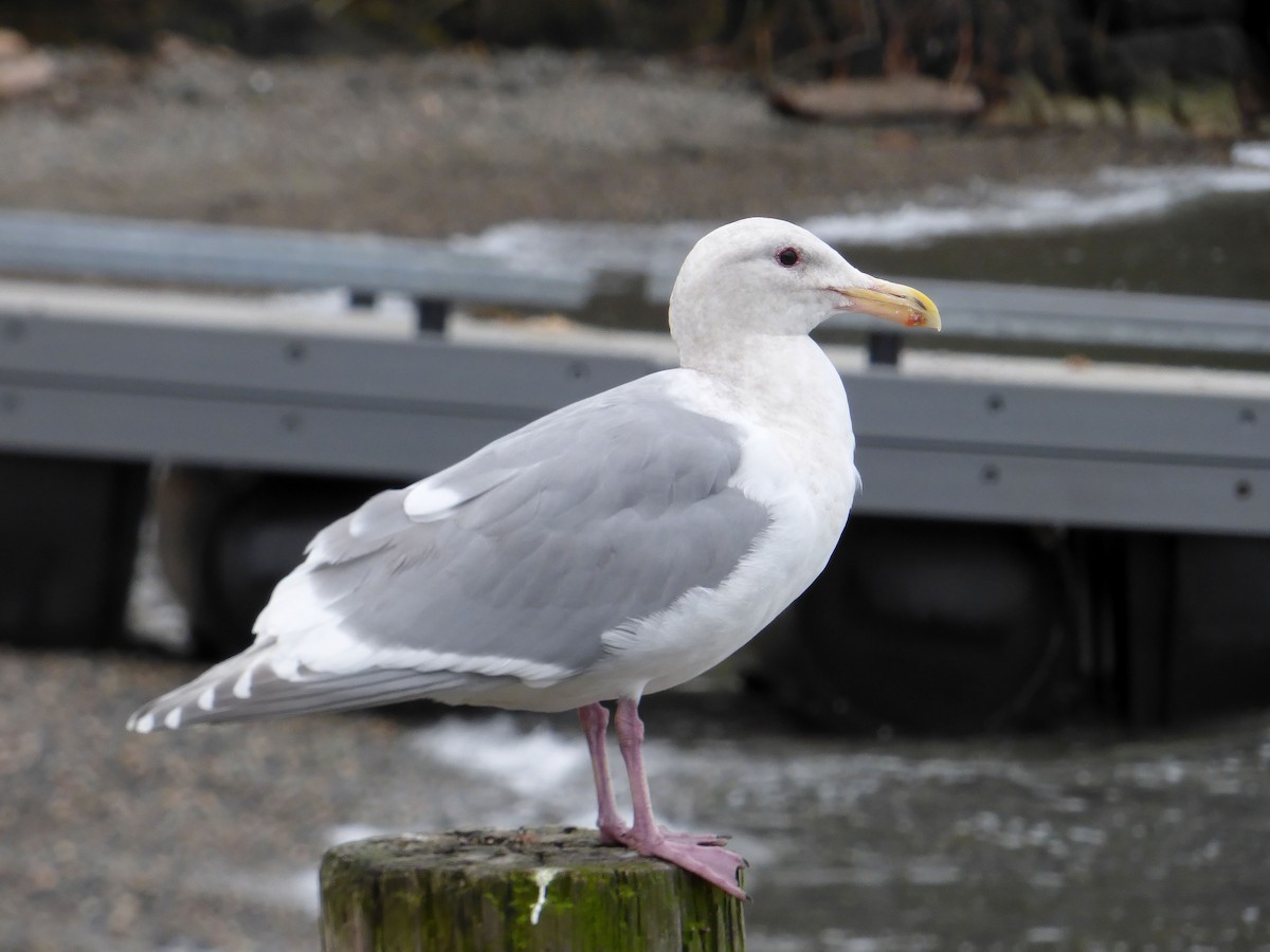 Glaucous-winged Gull - ML615489047