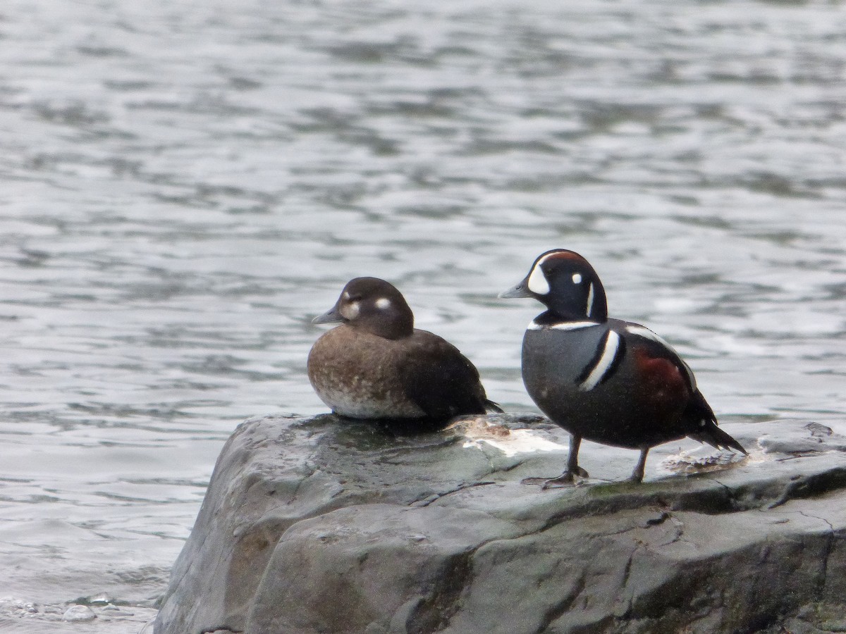 Harlequin Duck - Marie Jacques