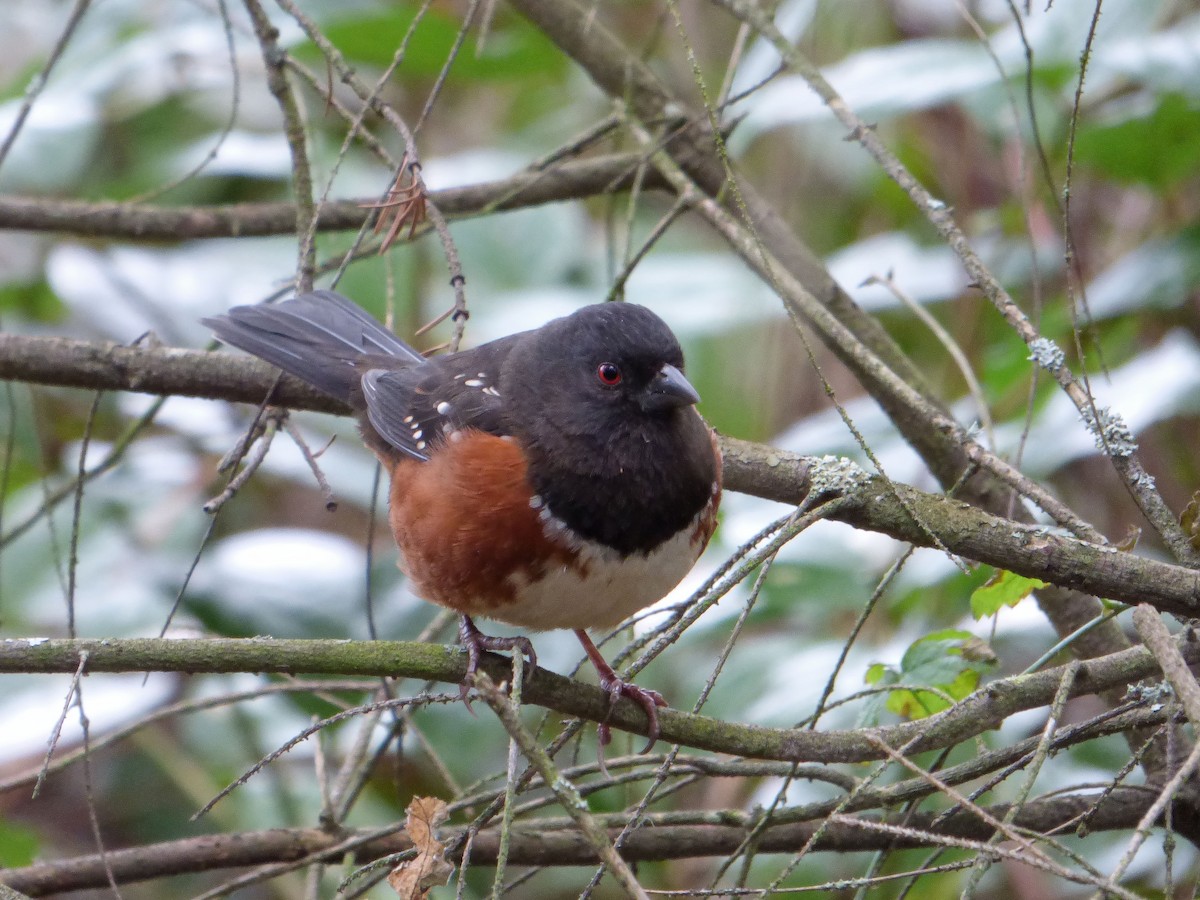 Spotted Towhee - ML615489070