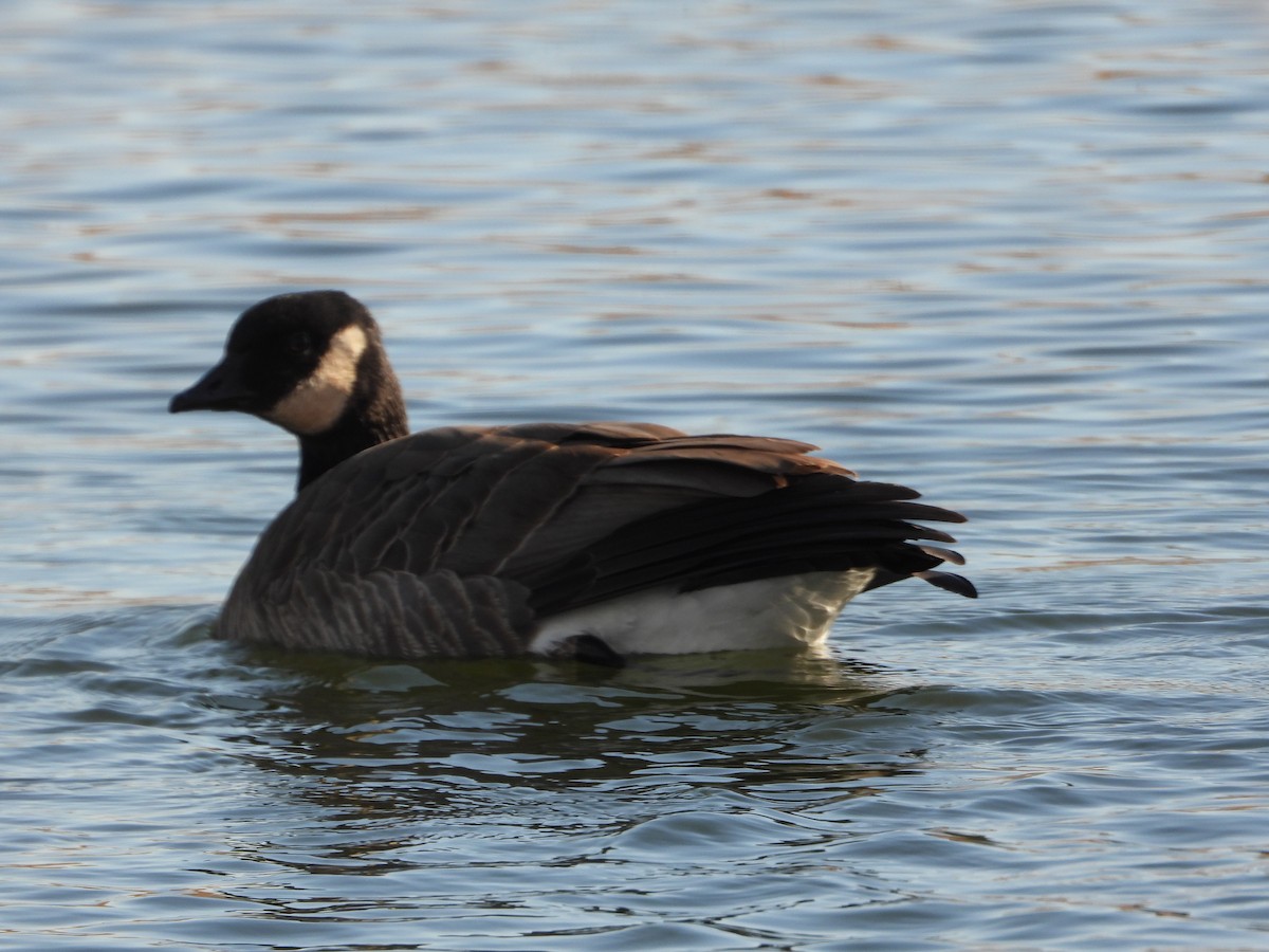 シジュウカラガン（hutchinsii） - ML615489082