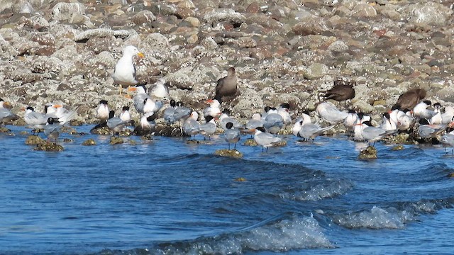 Elegant Tern - ML615489101